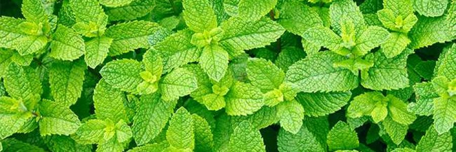 mint mint